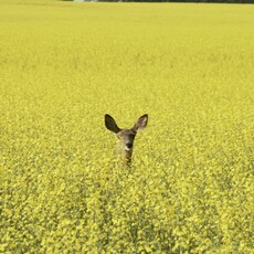 Deer in a canola field